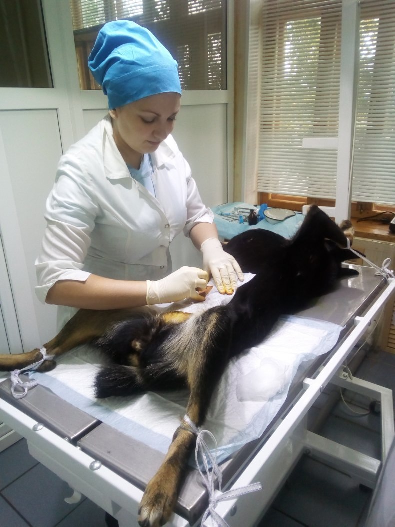 У кобеля выделения кровянистые