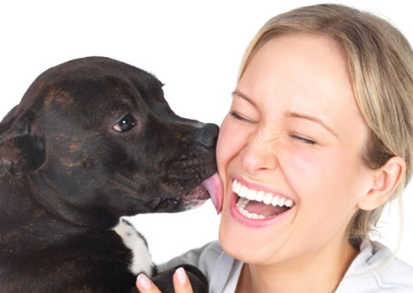 Собака облизывает. Собака лижет человека. What happens if a Dog licks your face. Why is my Dog licking me.