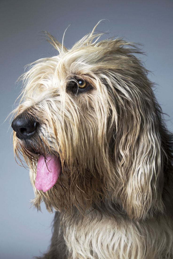 Otterhound порода собак