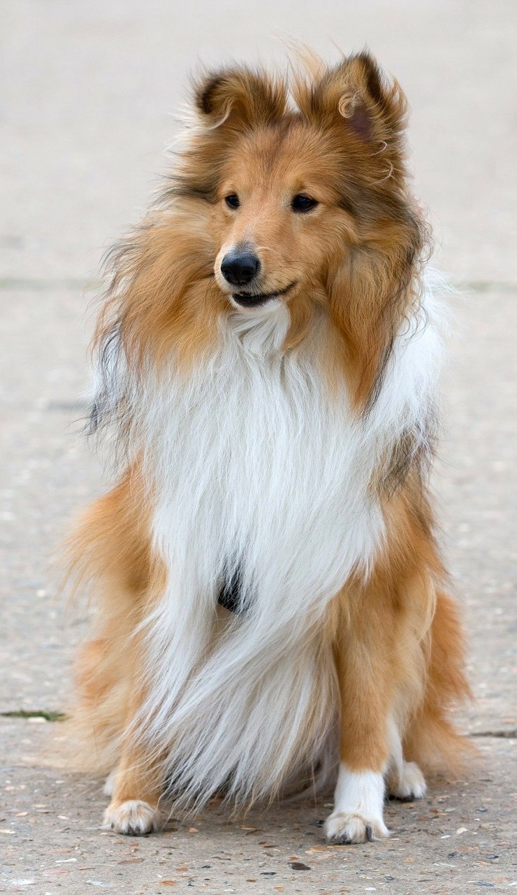 Шелтер колли