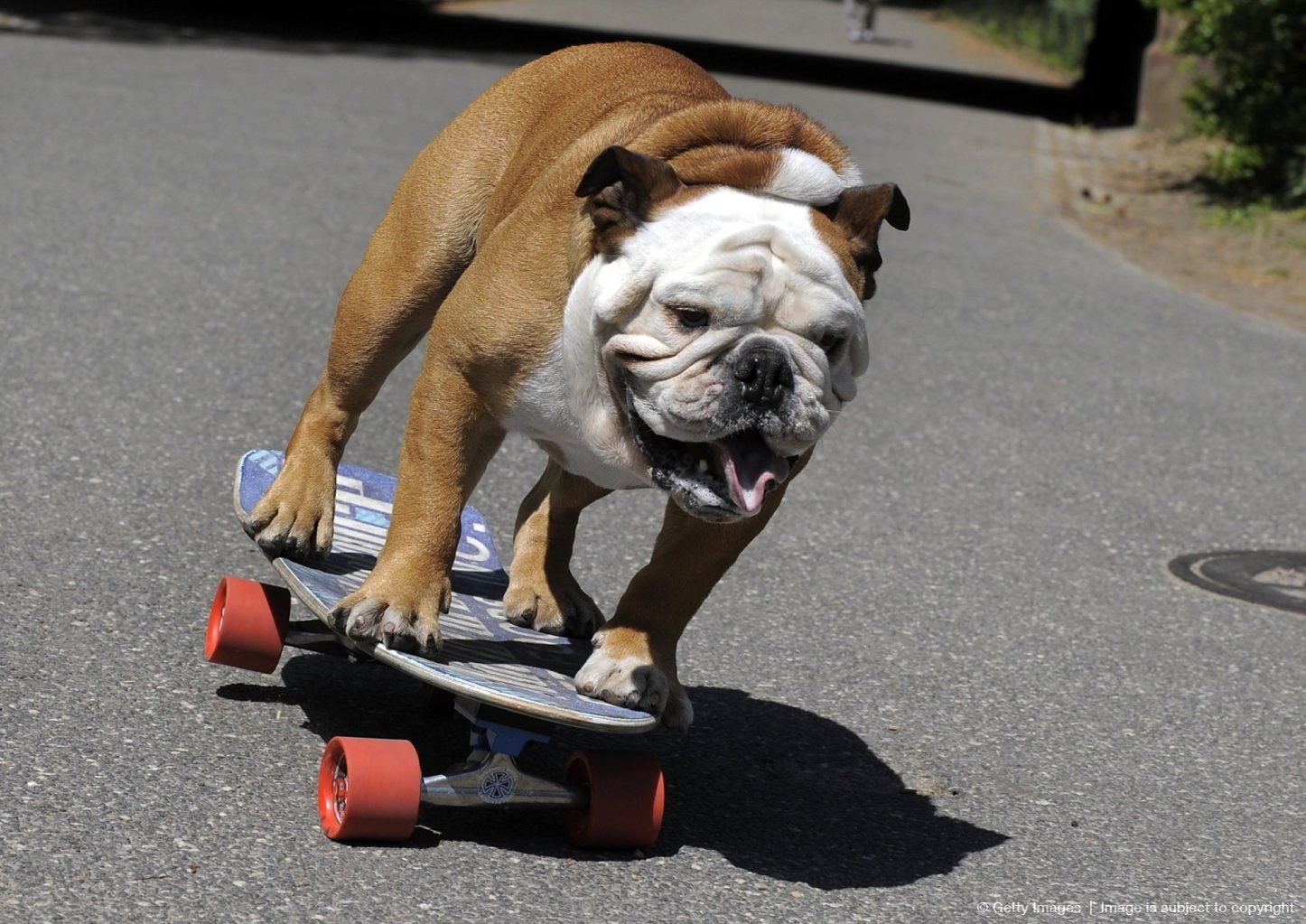 Собака на скейтборде (62 фото) - картинки sobakovod.club