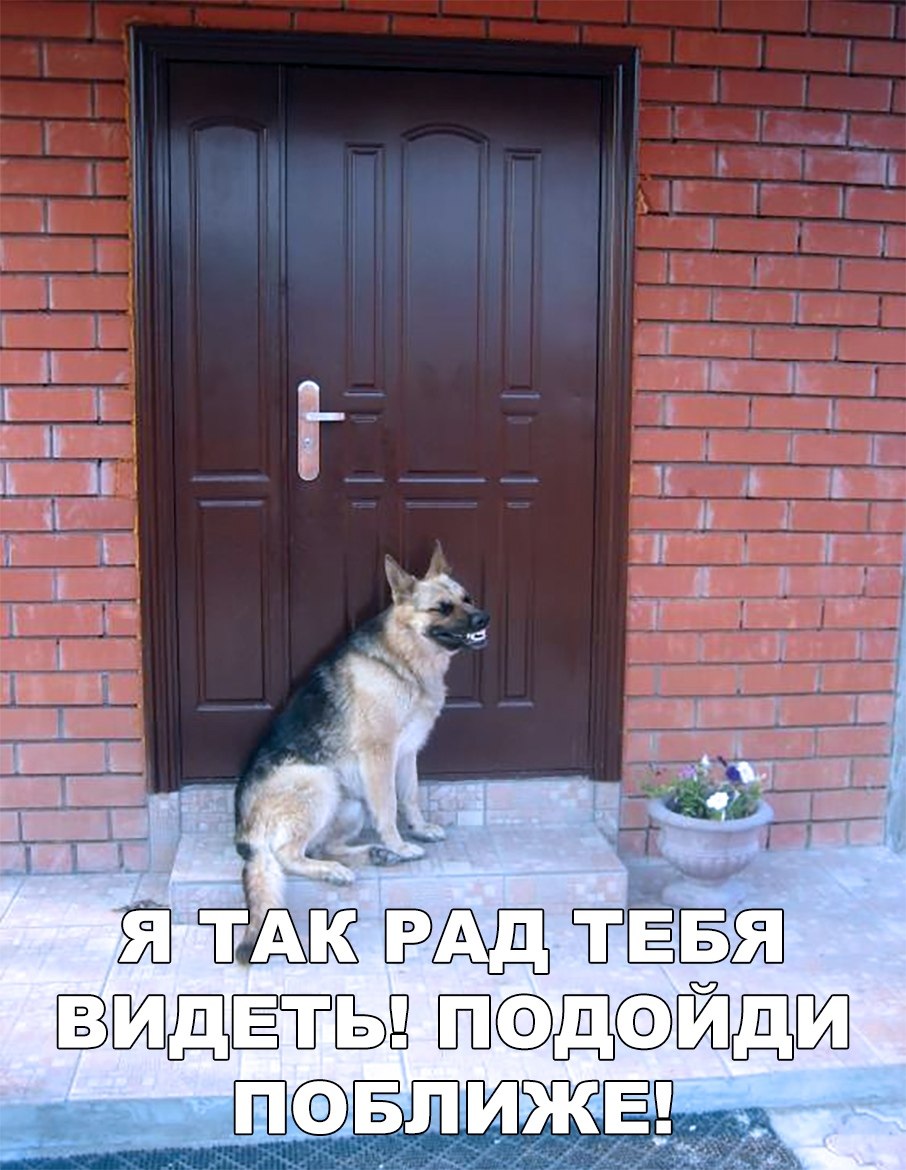 Намордник анти Лиз