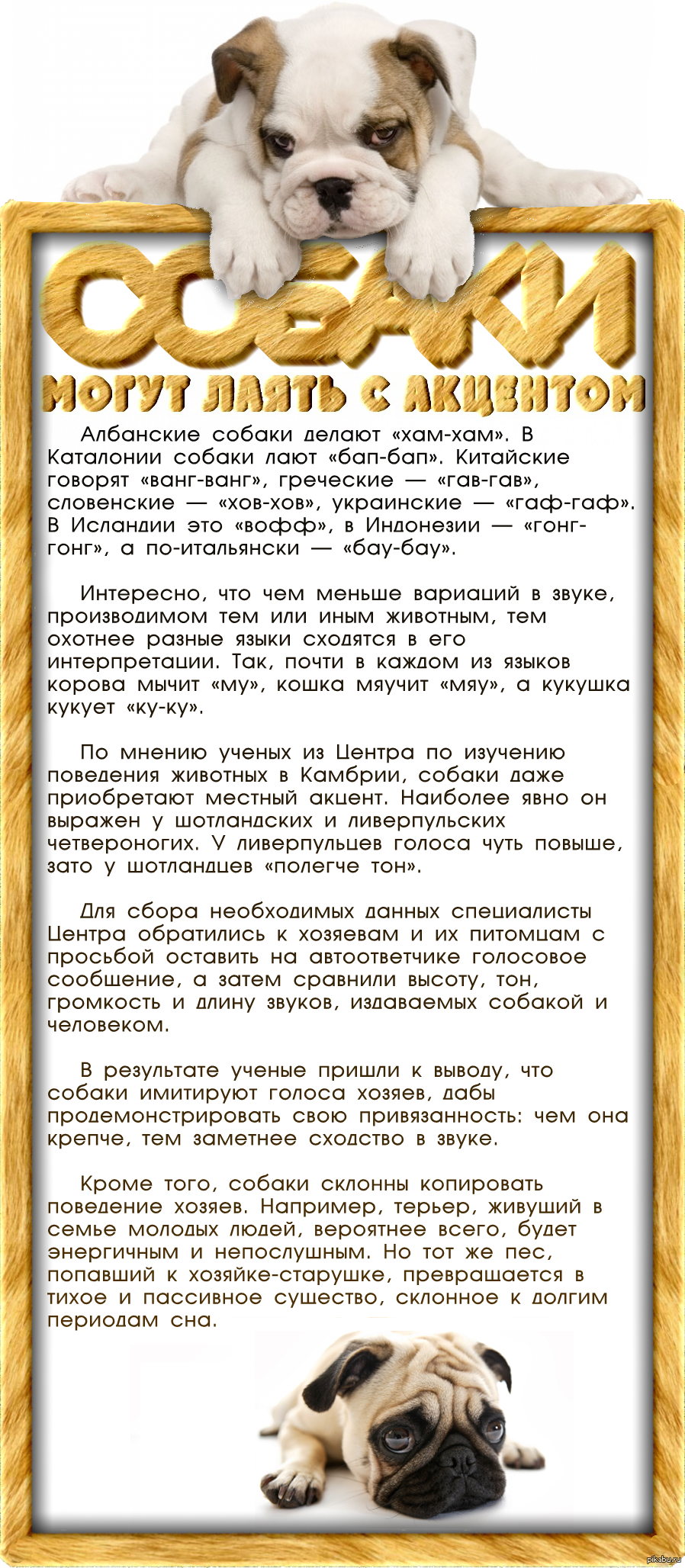 Собакам запрещено лаять