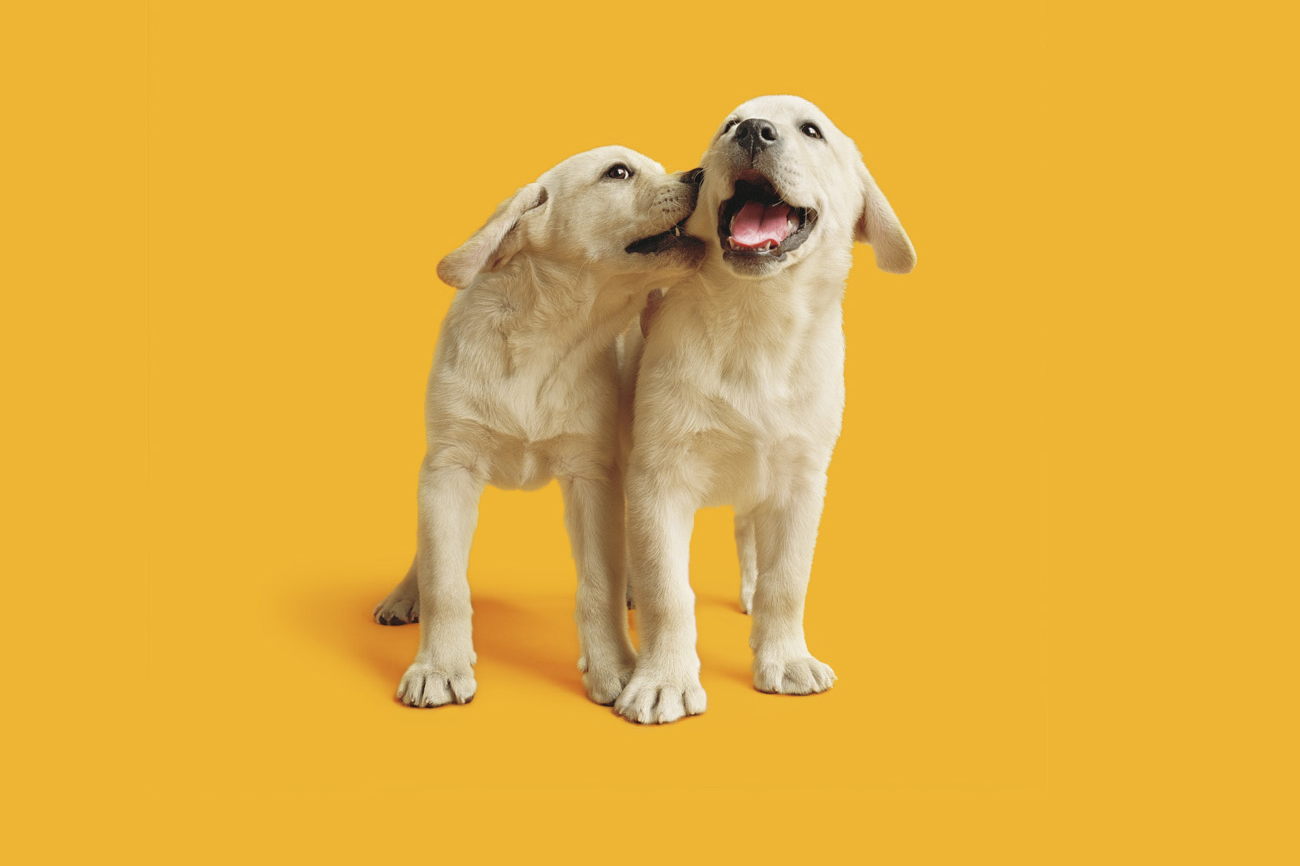Порода собак в рекламе. Собака из Педигри. Собака из рекламы Педигри. Реклама Педигри собаки. Реклама с собакой.