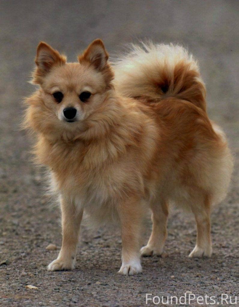 Немецкий шпиц