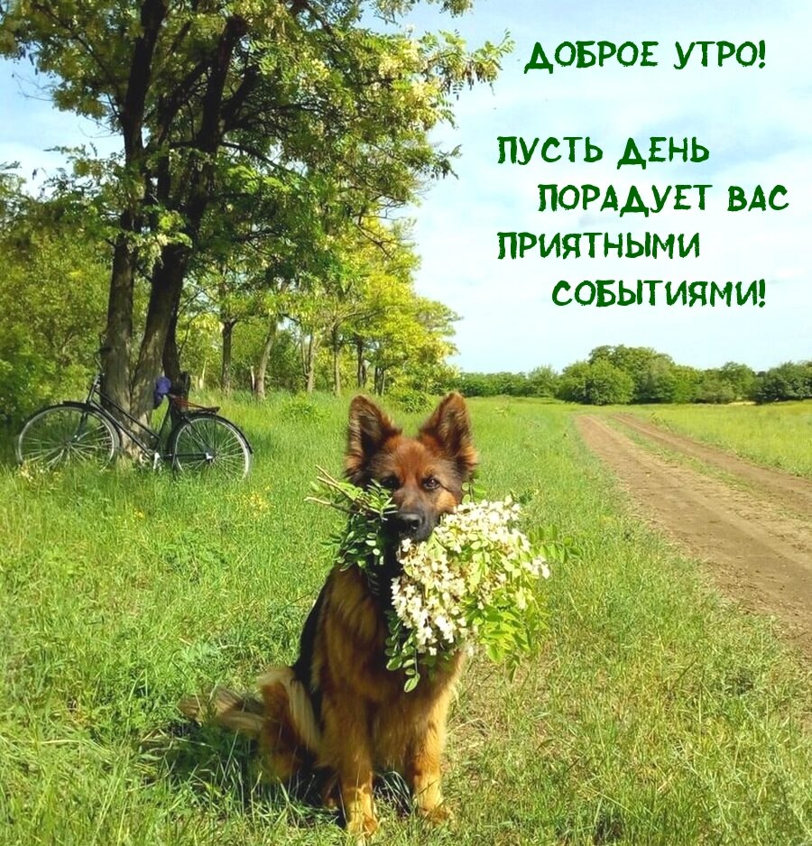 Собаки которые защищают