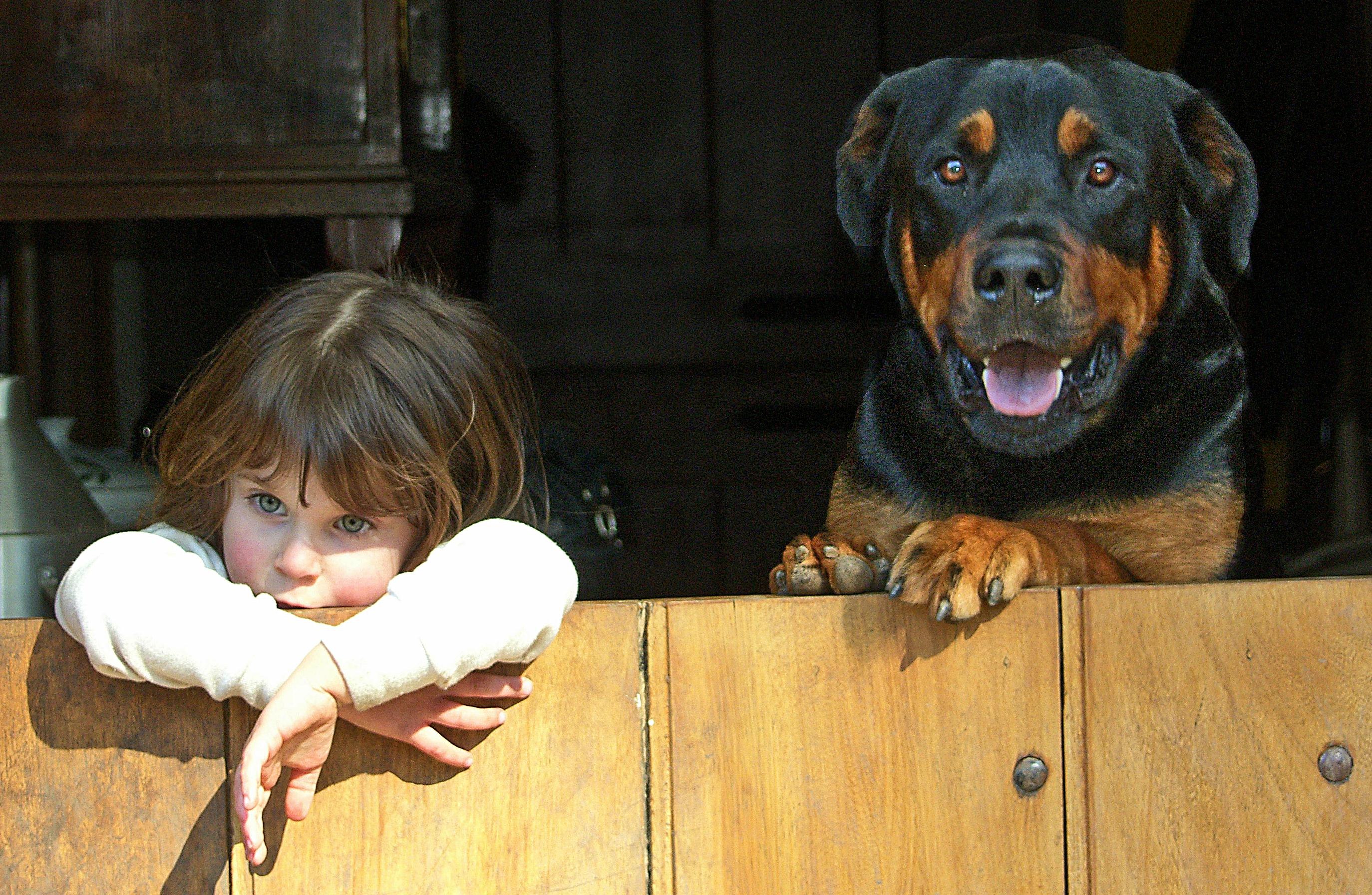Лучшие породы собак для охраны дома