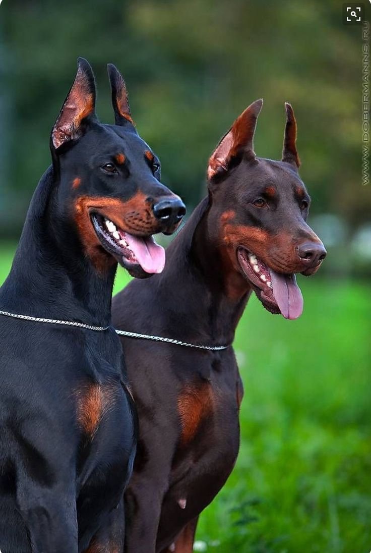 Доберман Shenki