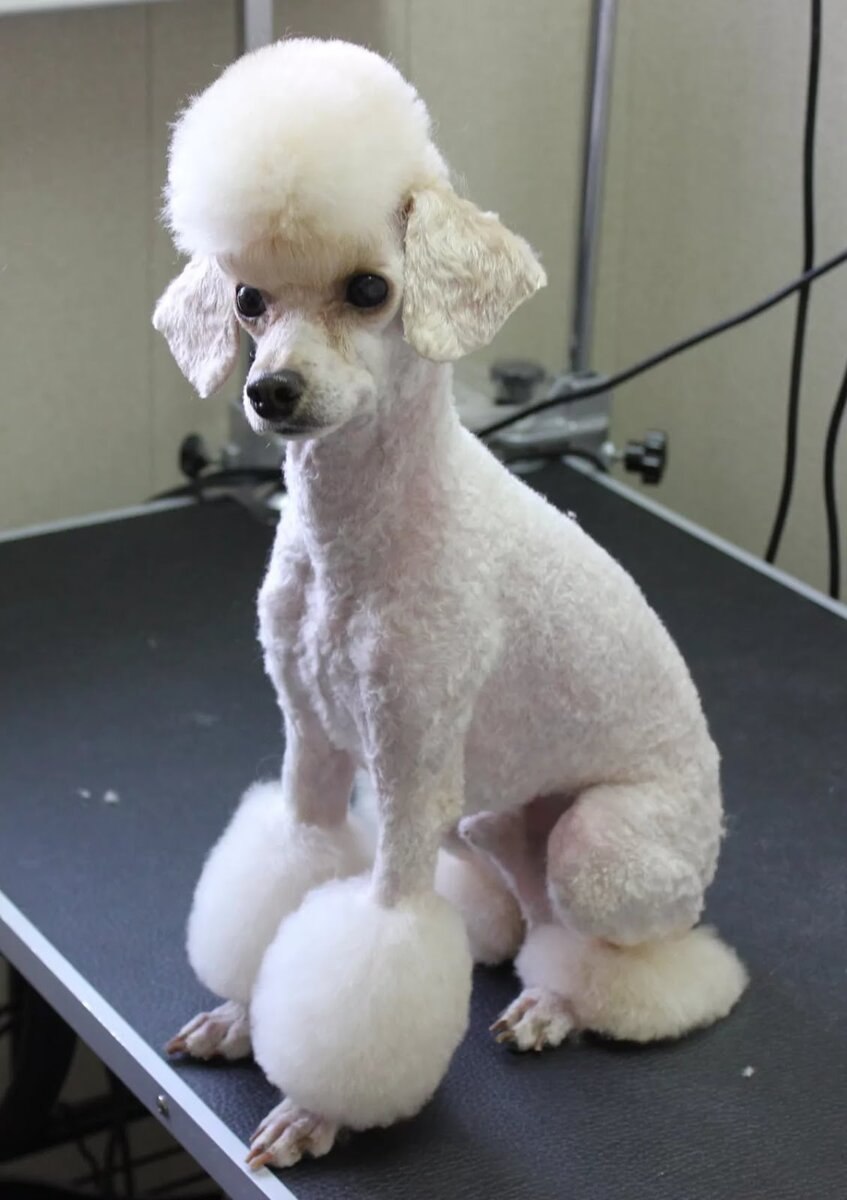 Toy Poodle собака