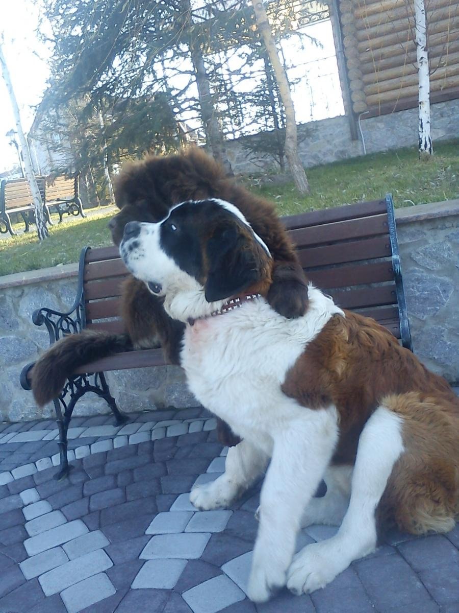 Сенбернар Урса Эль Винтаж