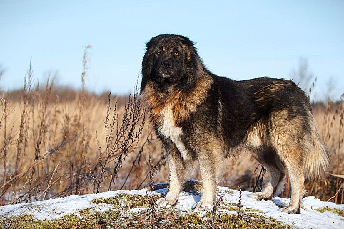 Северо кавказская собака (69 фото) - картинки sobakovod.club