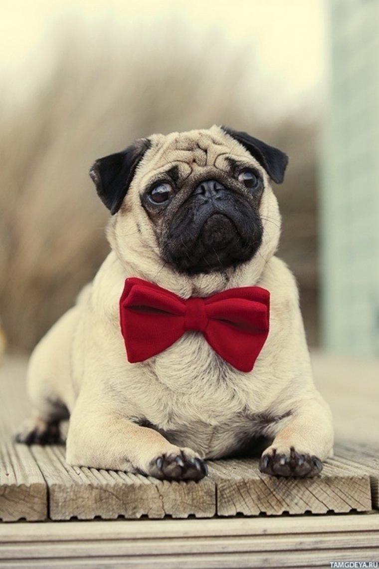 Pug Мопс