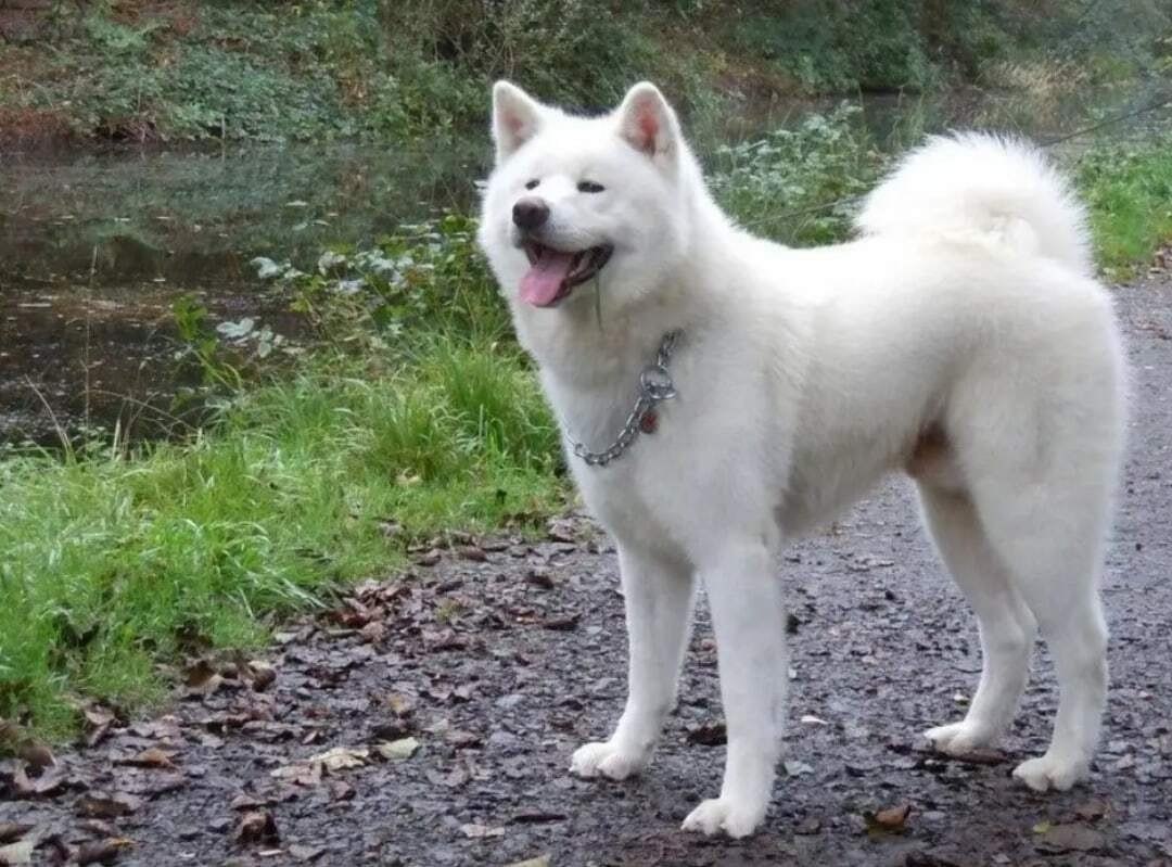 Акита-ину: описание породы собак, фотографии, рекомендации по уходу