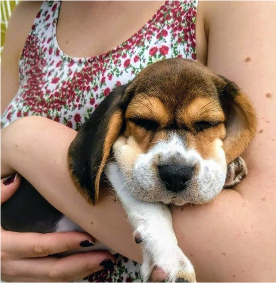Собаку укусила пчела