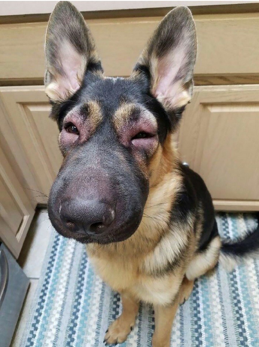 Собака которую укусила пчела