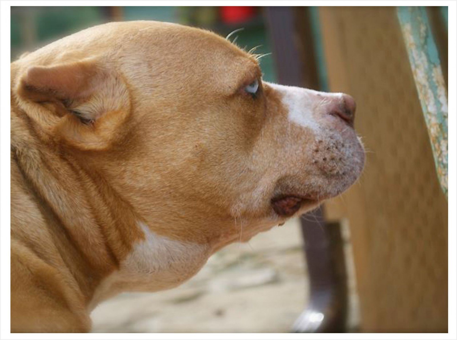 Увеличенные лимфоузлы у собаки фото