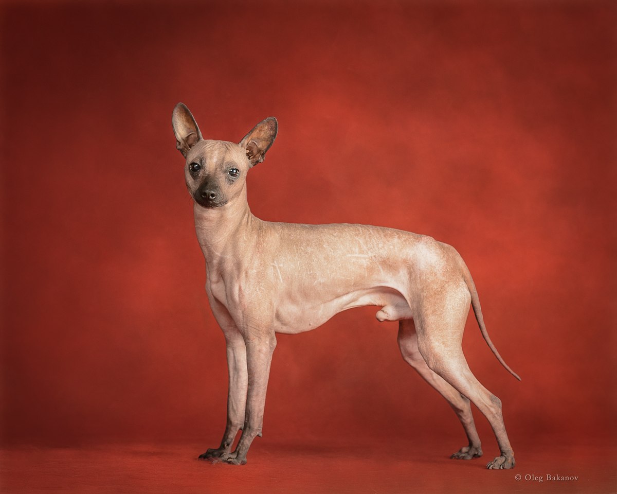 Лысая собака порода (49 фото)