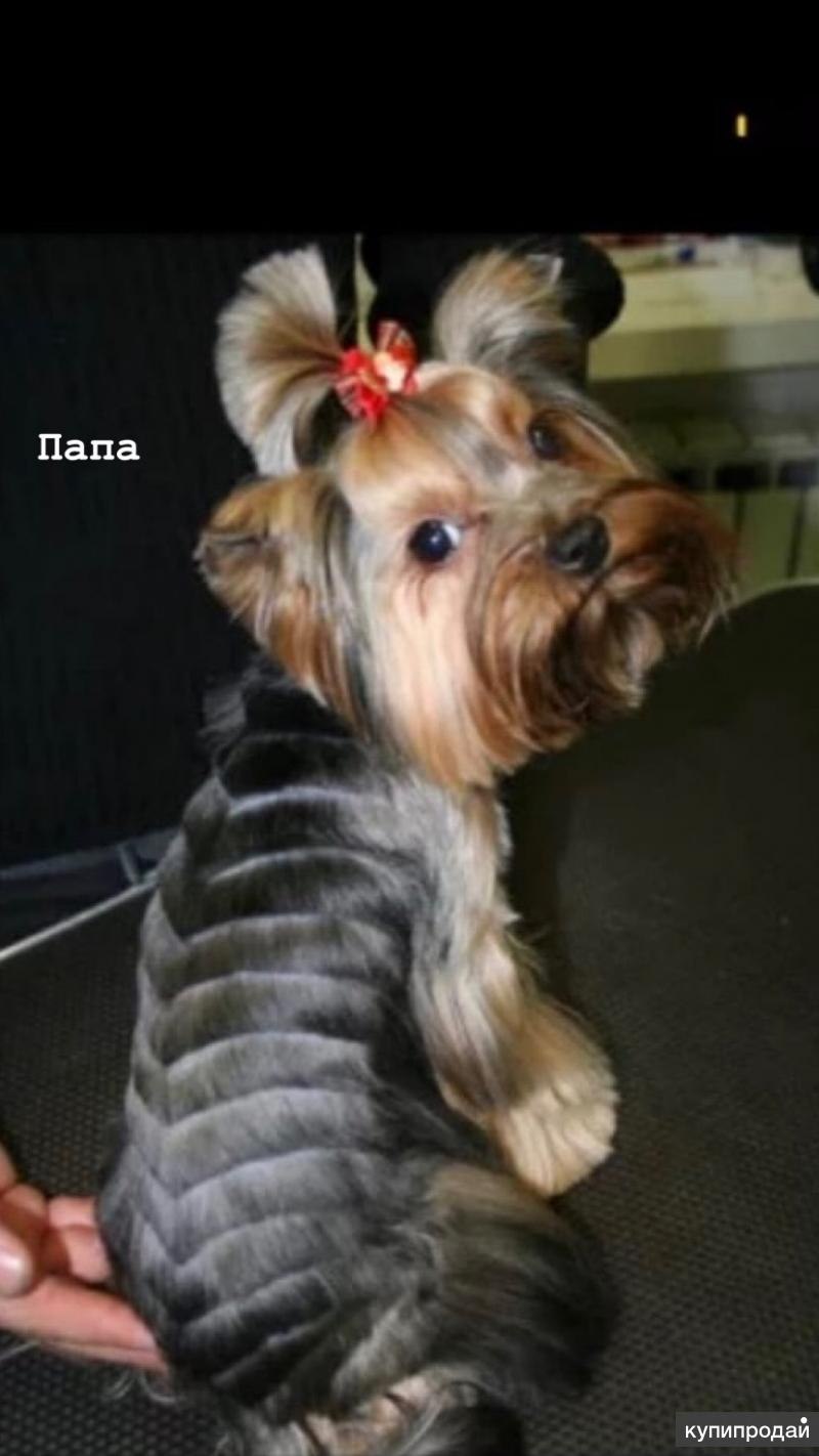 Шиншилла на Йорке
