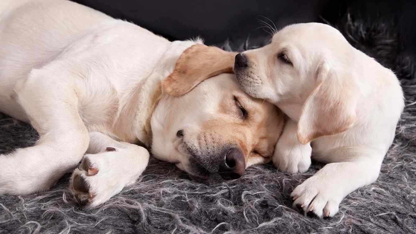 Сон собаки защищают. Собака ласкается. Заботливая собака. Снится собака с щенками. Мама собака и щенок.