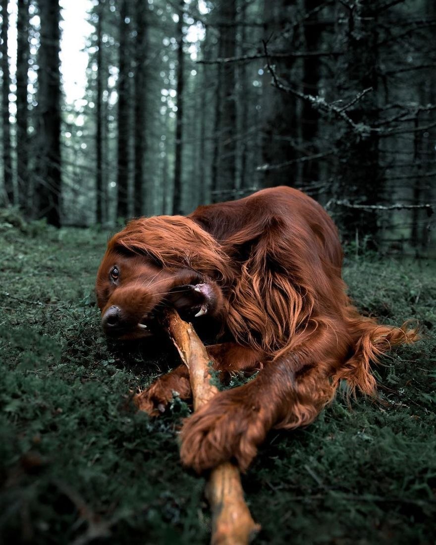 Irish Setter Puppy