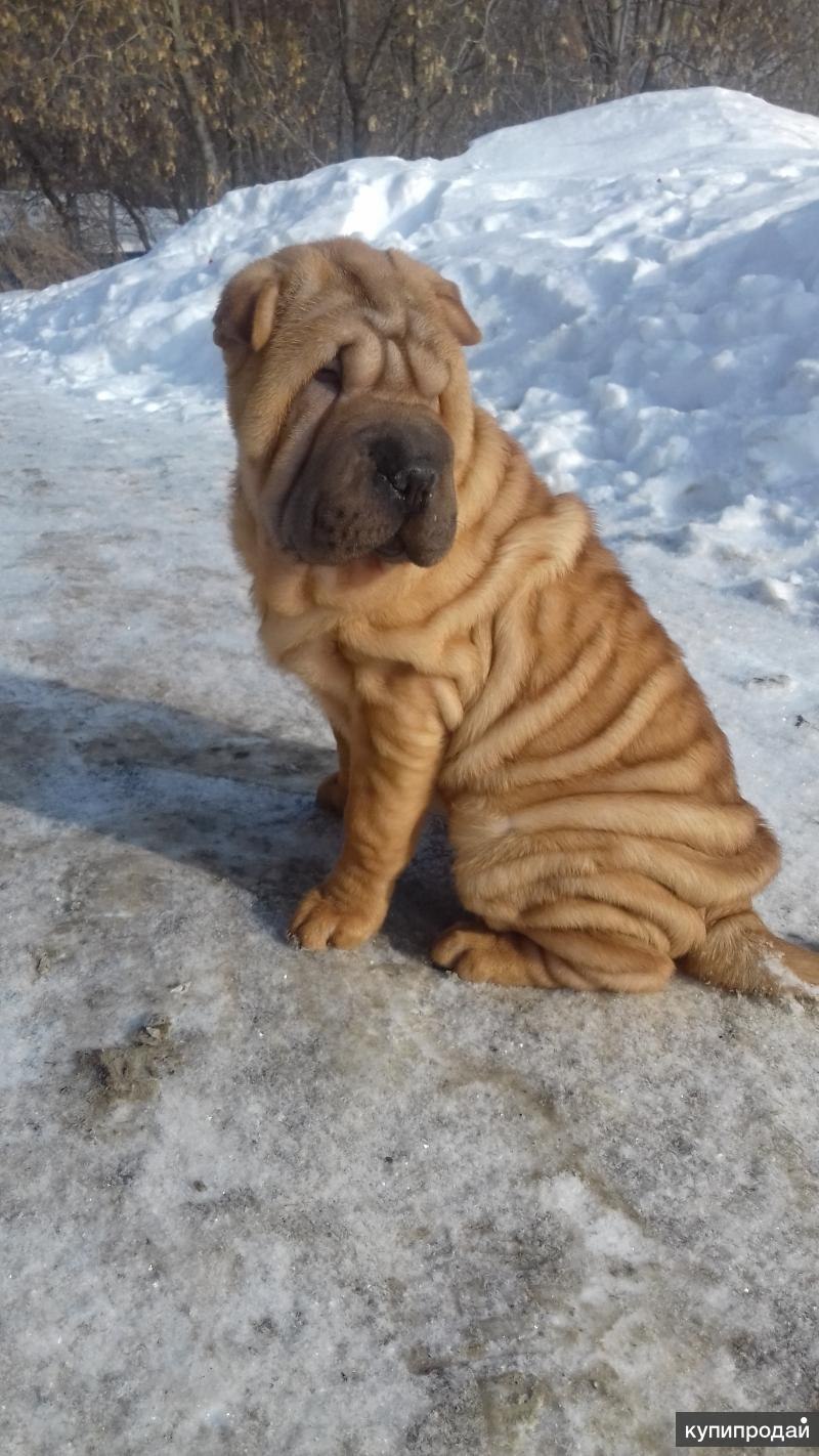 Шарпей мальчик и девочка