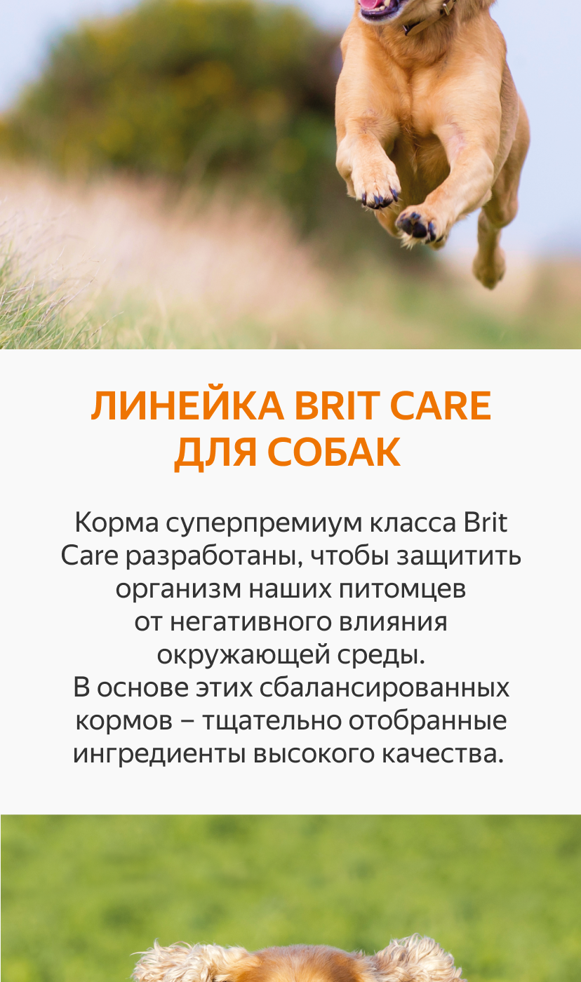 Кубинский питбуль Барракуда