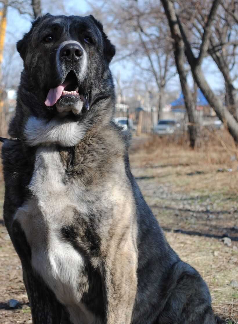 Средний азиатский алабай