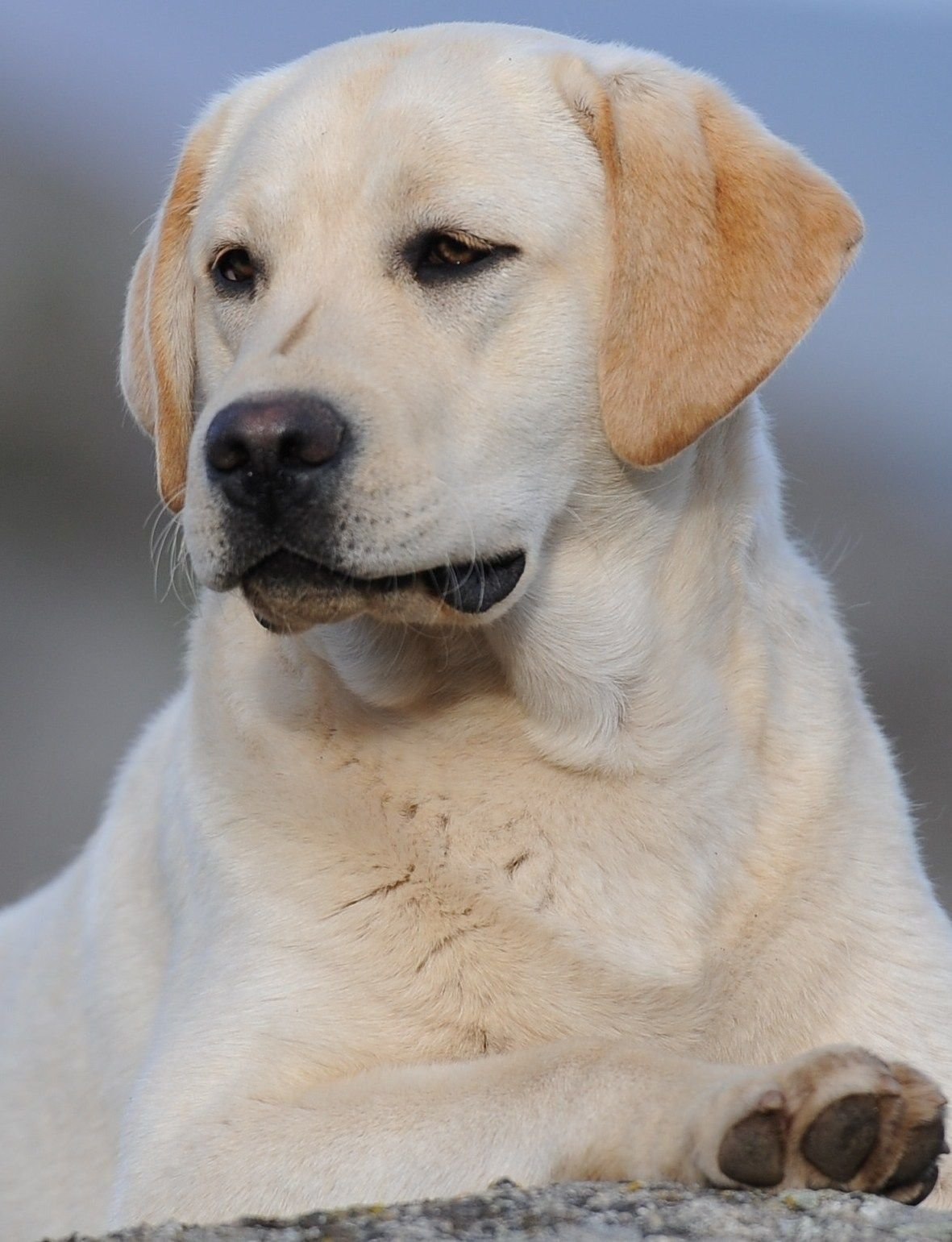 Собака белая с висячими ушами порода (66 фото) - картинки sobakovod.club