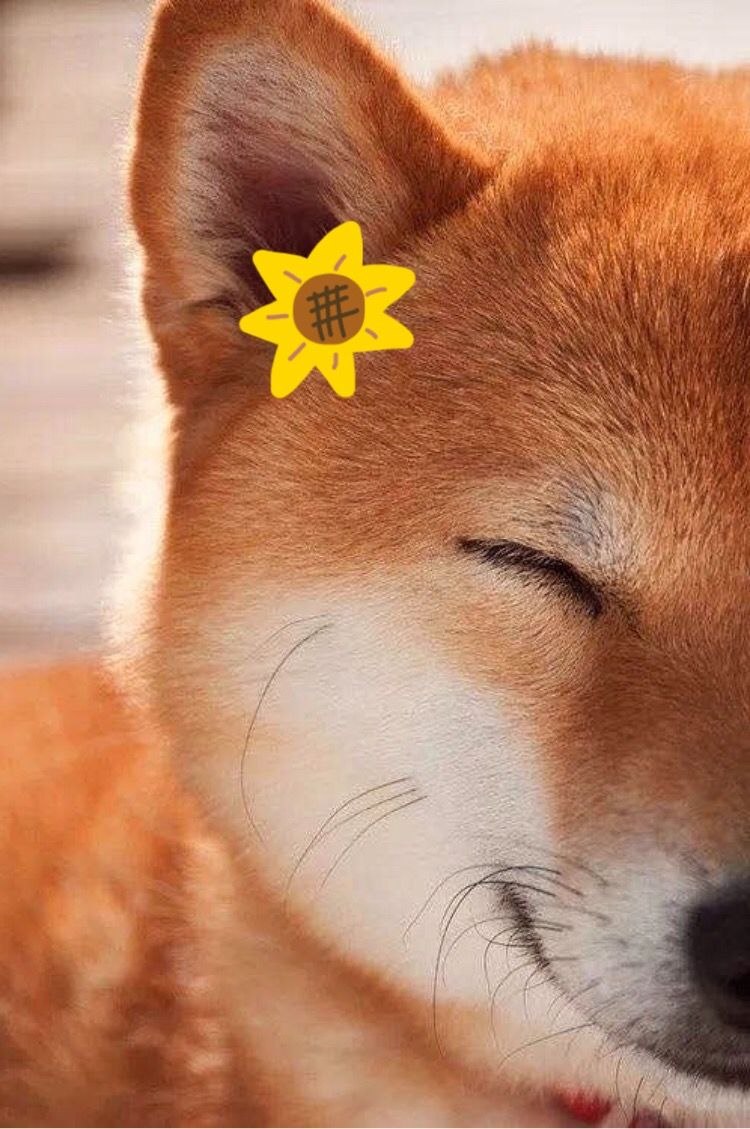 Шиба ину рыжий