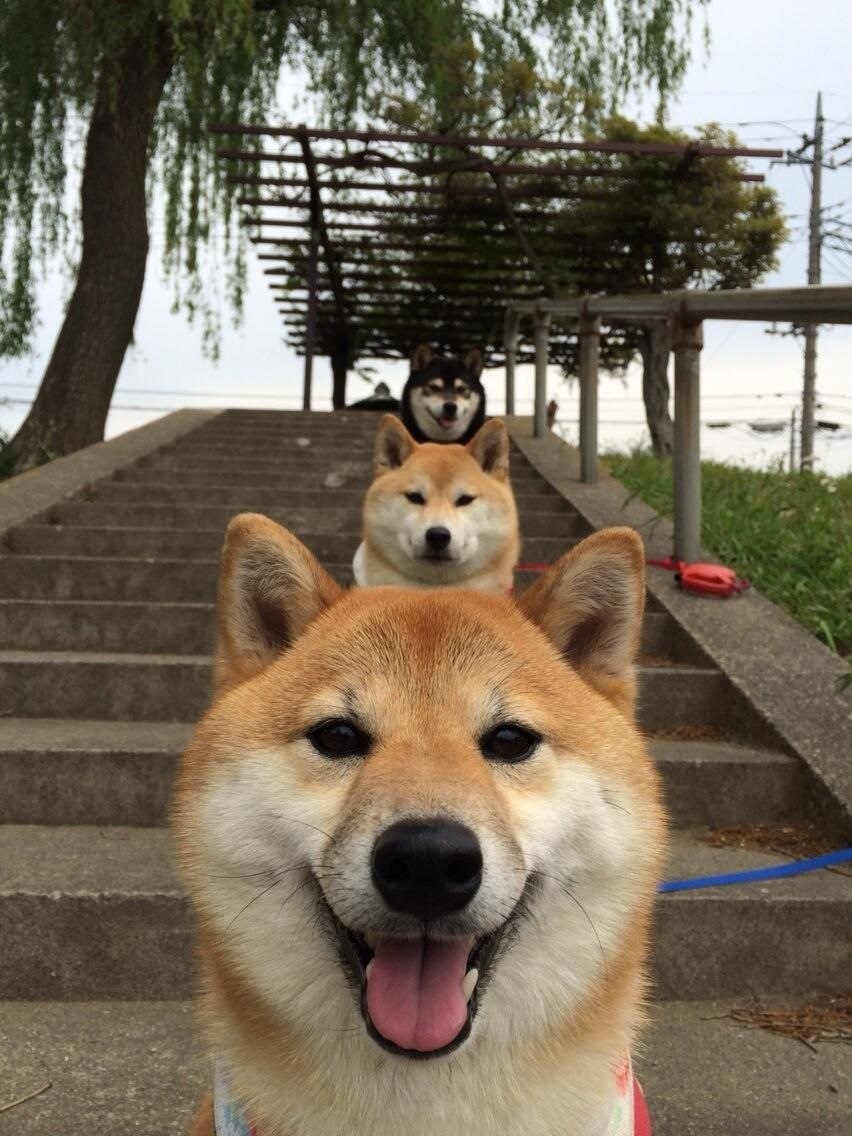 Акита ину Doge