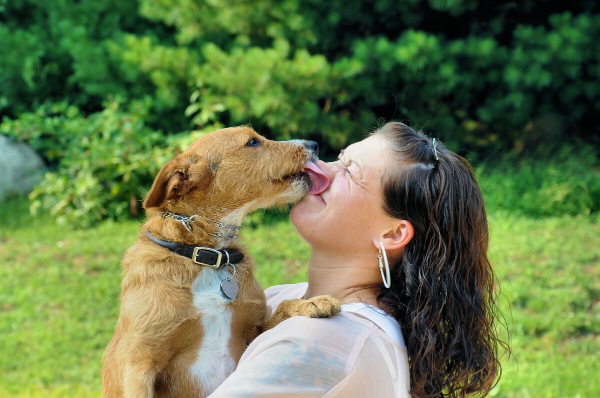 Животные лижут девушке. Поцелуй с собакой. Собака целует. Женщина целует собаку. Поцелуй собаки и человека.
