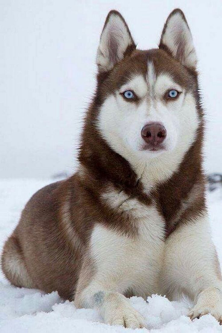 Сибирский хаски