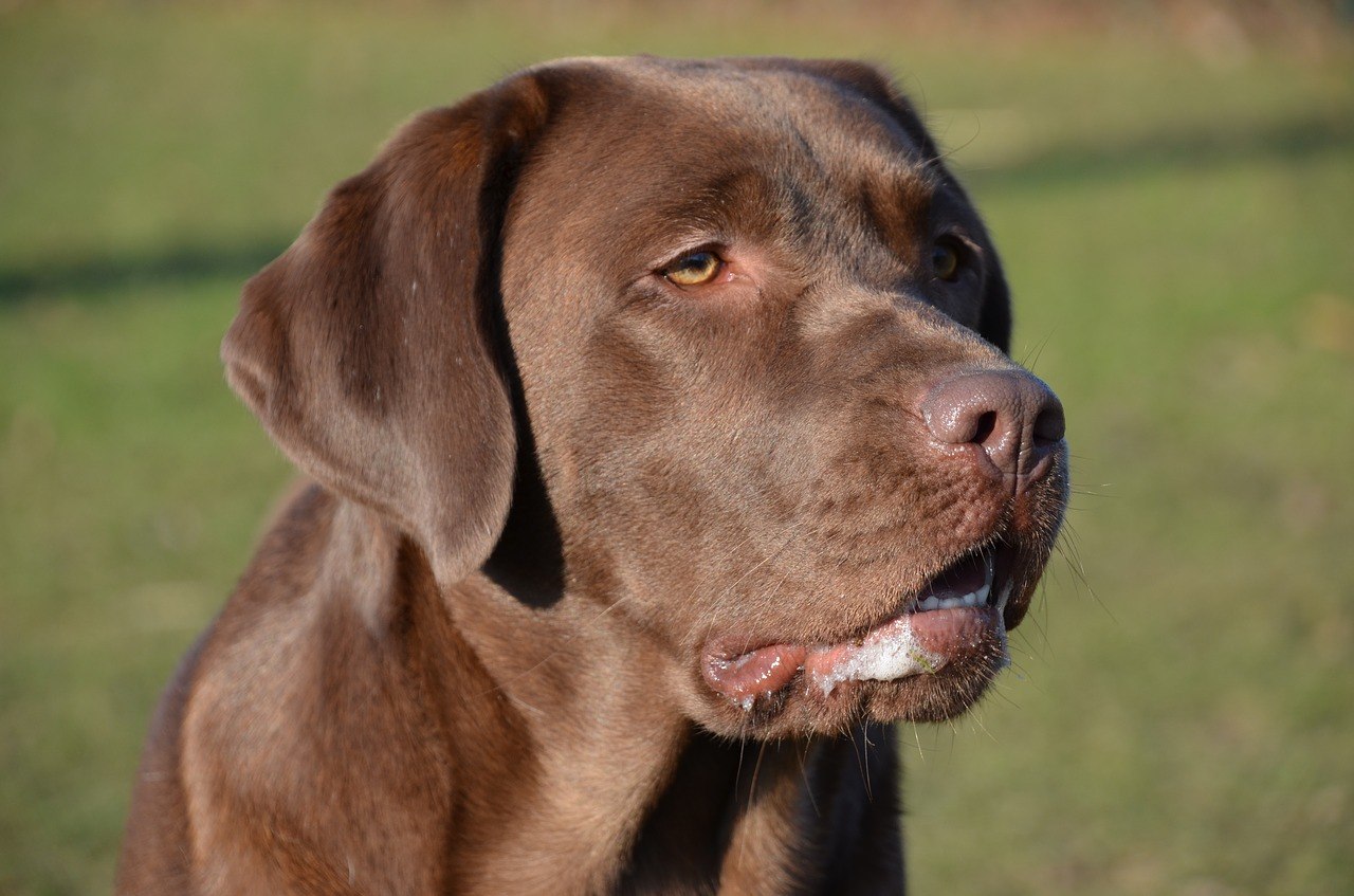 Порода собак шоколадного цвета (67 фото) - картинки sobakovod.club
