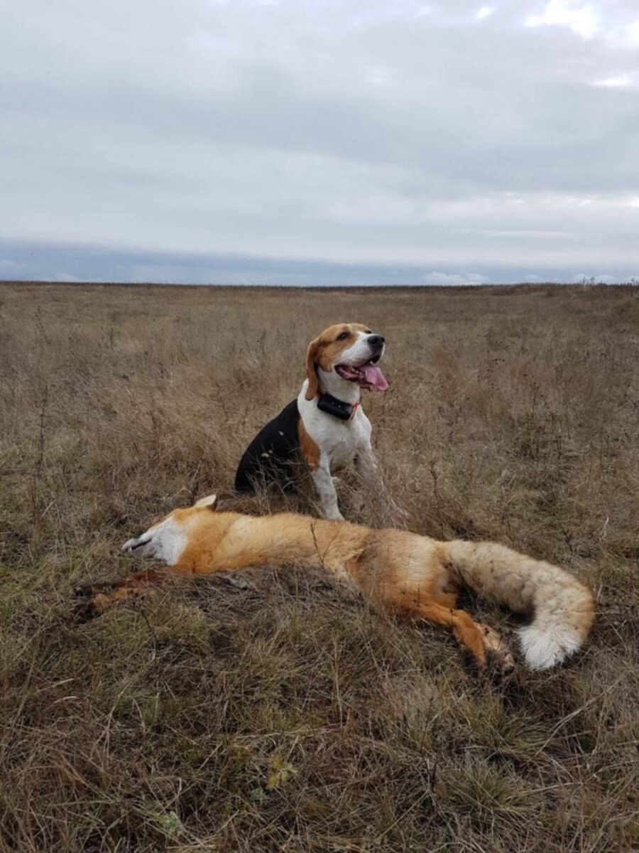 Бигль охотник