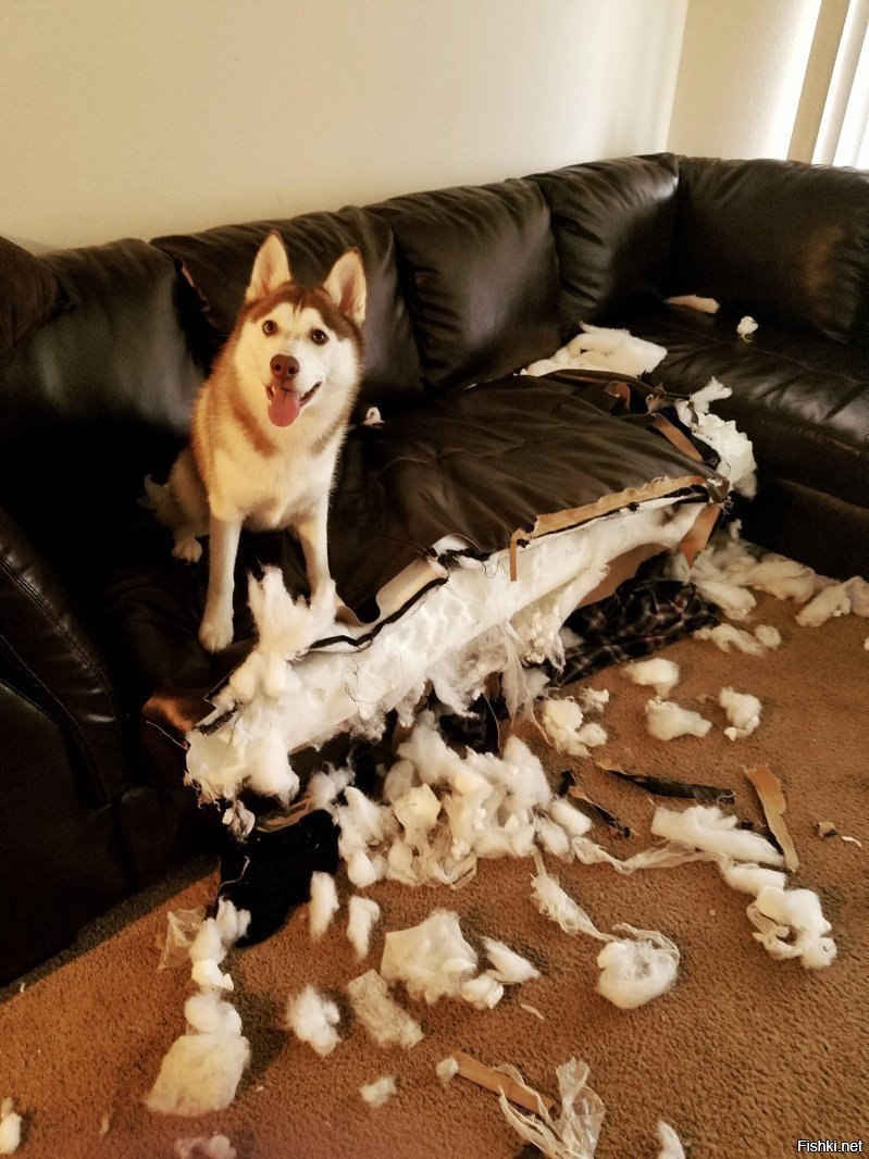 Собака порвала диван