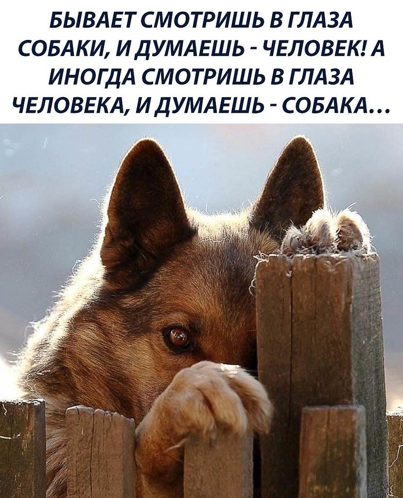 Преданность животных