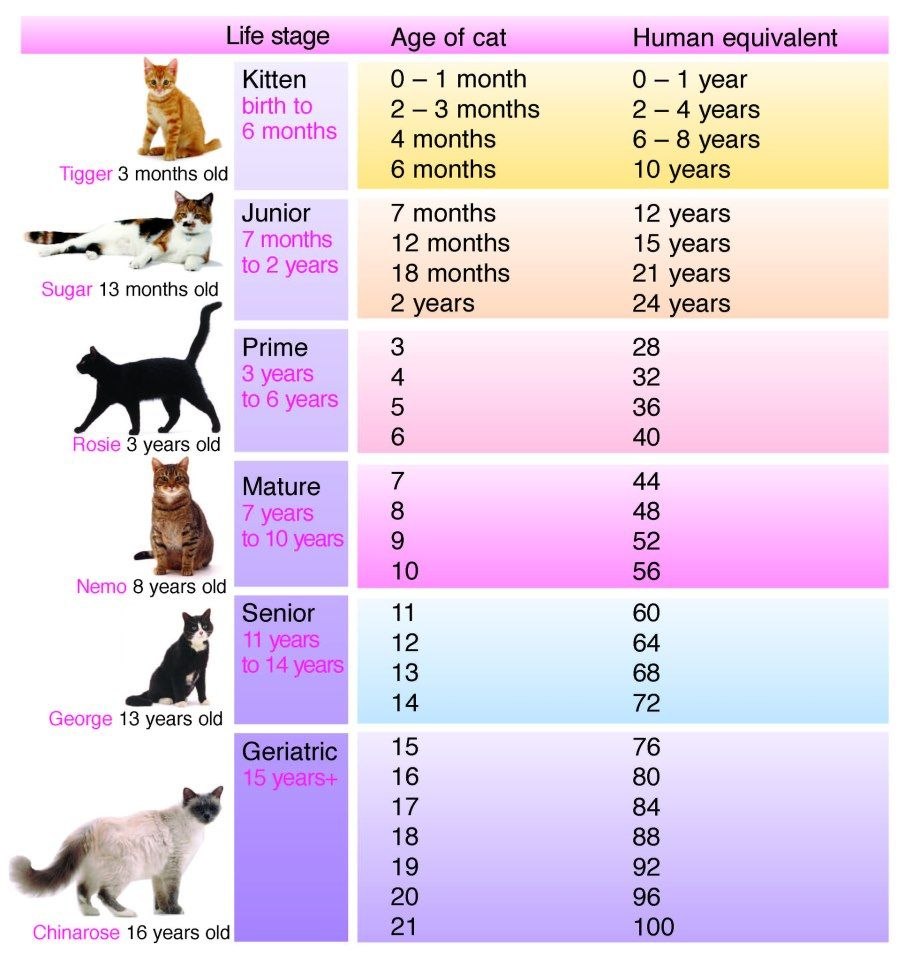 Таблица кошек по возрасту. Возраст котенка. Кошачий Возраст. Таблица жизни кошек по человеческим меркам. 14 Лет собаке по человеческим меркам.