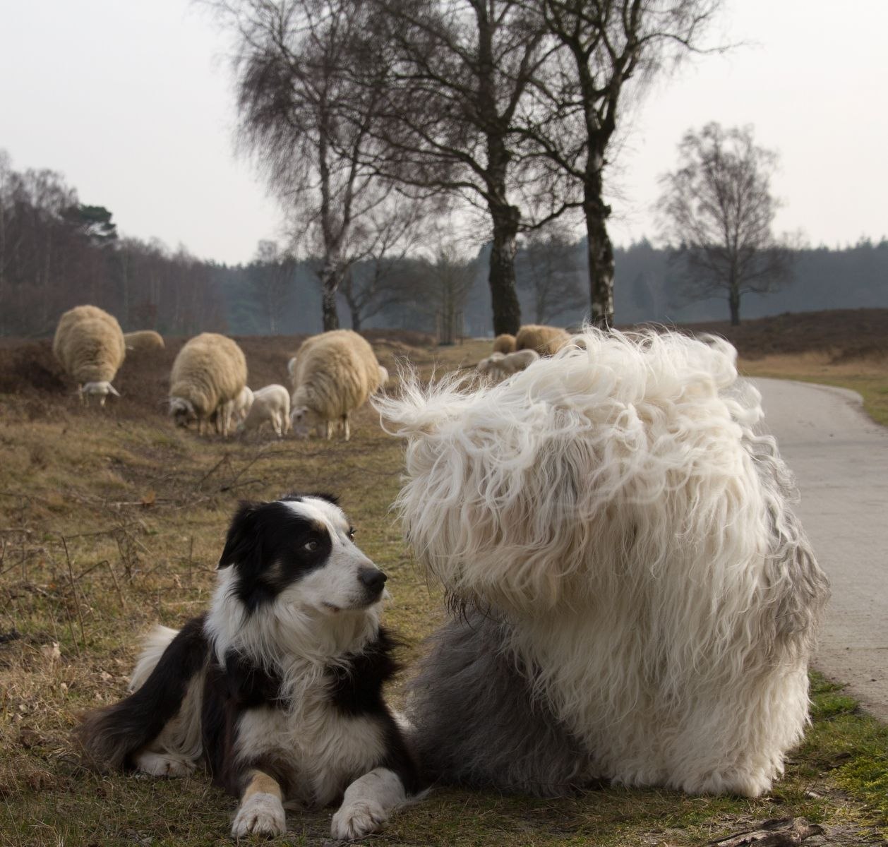 Собаки для охраны овец (63 фото) - картинки sobakovod.club