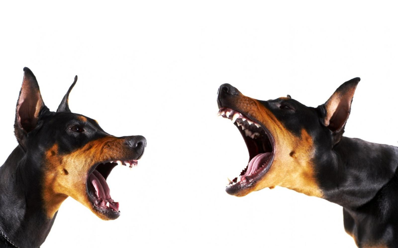 Лающая собака картинки. Доберман собака. Доберман-пинчер оскал. Доберман гавкает. Собаки лают Доберман.