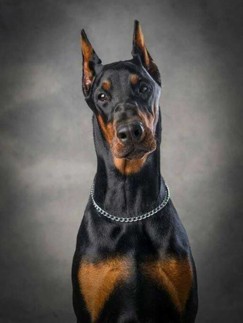 Доберман Shenki