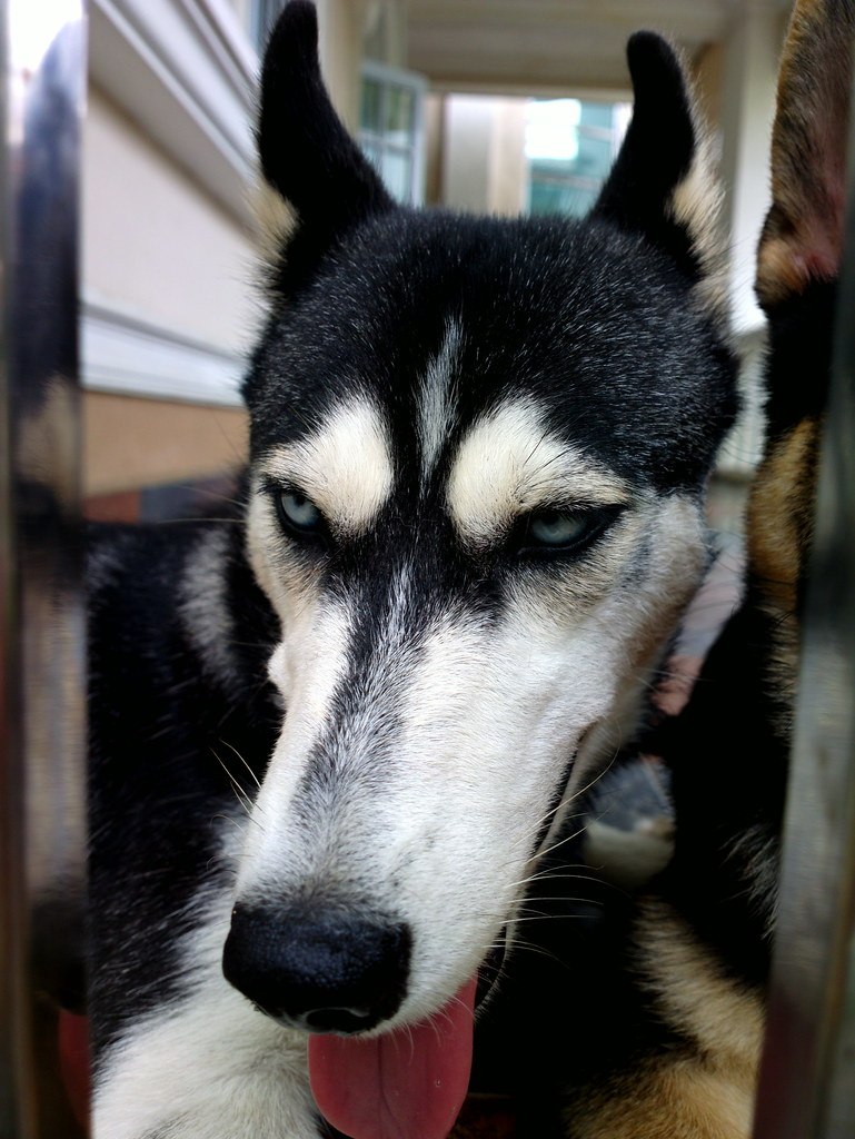 Коварный хаски
