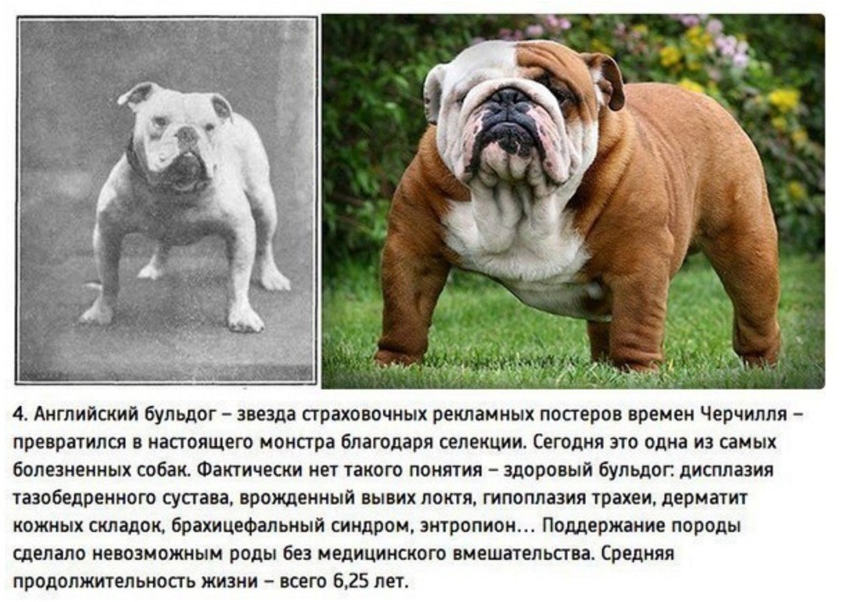 Искусственно выведенные собаки (69 фото) - картинки sobakovod.club