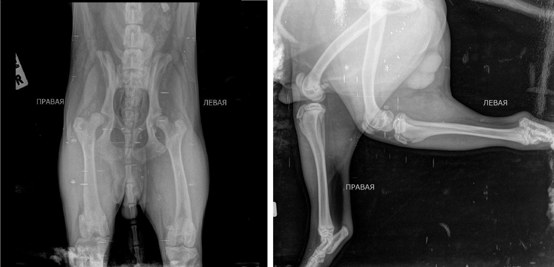 Снимки дисплазии. Дисплазия тазобедренного сустава у собак рентген. Снимок дисплазии тазобедренных суставов у собак. Дисплазия суставов у собак. Дисплазия ТБС У собак рентген.
