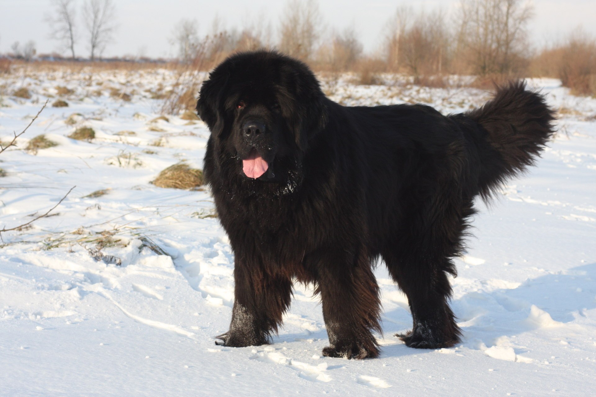 Большая черная пушистая собака (65 фото) - картинки sobakovod.club