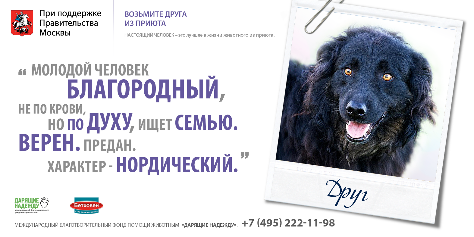 Слоган животное. Реклама приюта для животных. Социальная реклама приюта для животных. Реклама приюта для собак. Реклама приюта для бездомных животных.