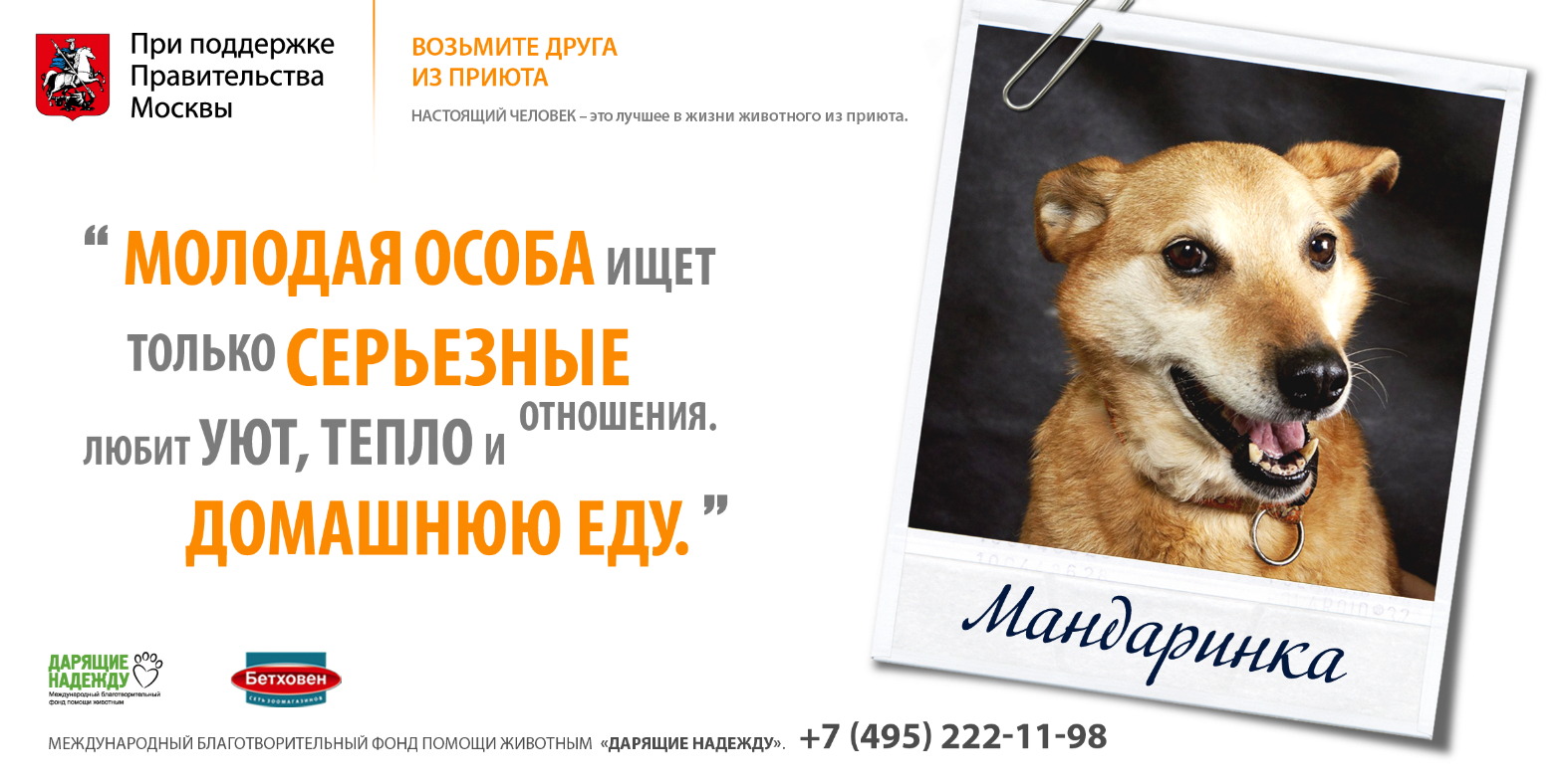 Реклама про бездомных животных. Реклама приюта для животных. Лозунг для приюта животных. Слоган приюта для животных. Слоган животное