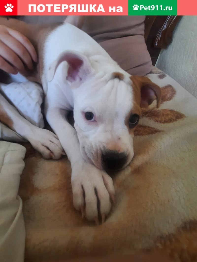 Собаки дерутся между собой