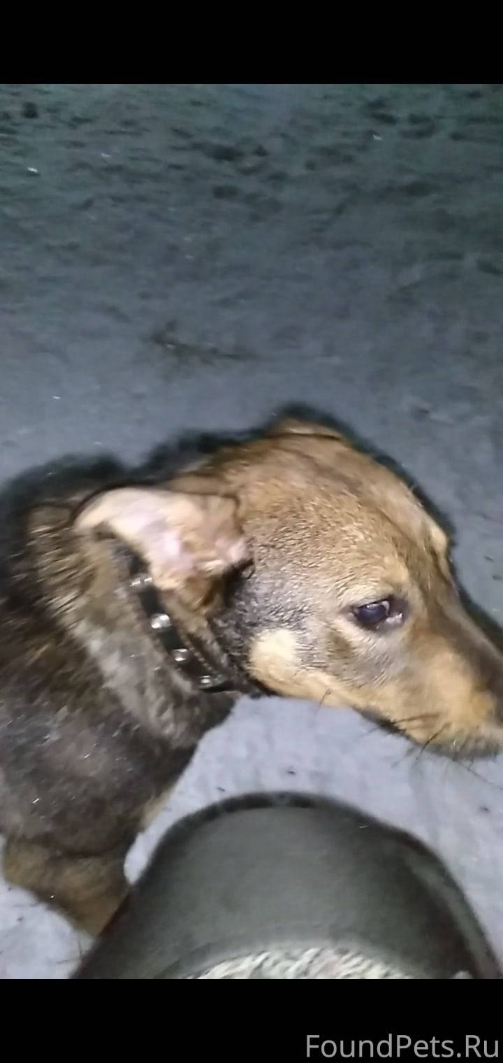 Лабрадор ретривер и овчарка