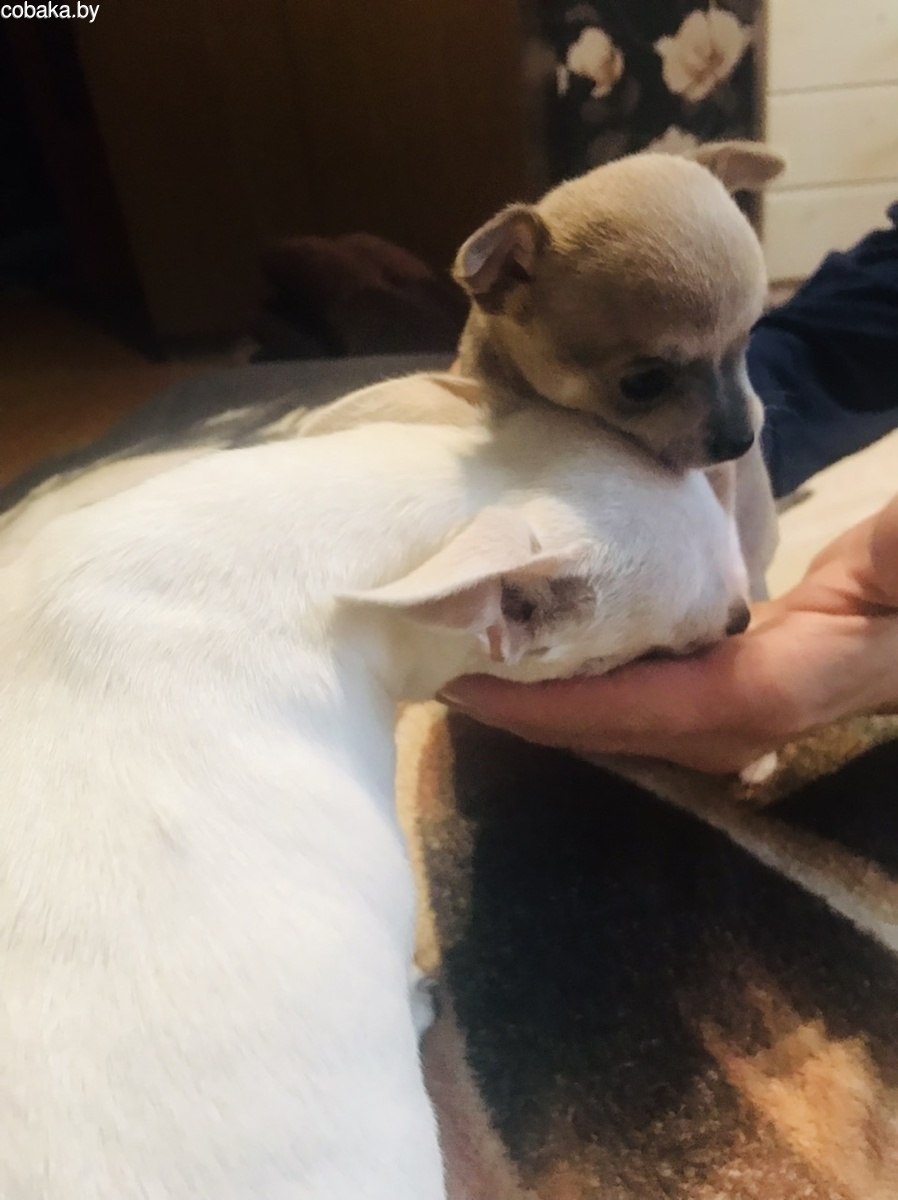 Собака кобель (57 фото)