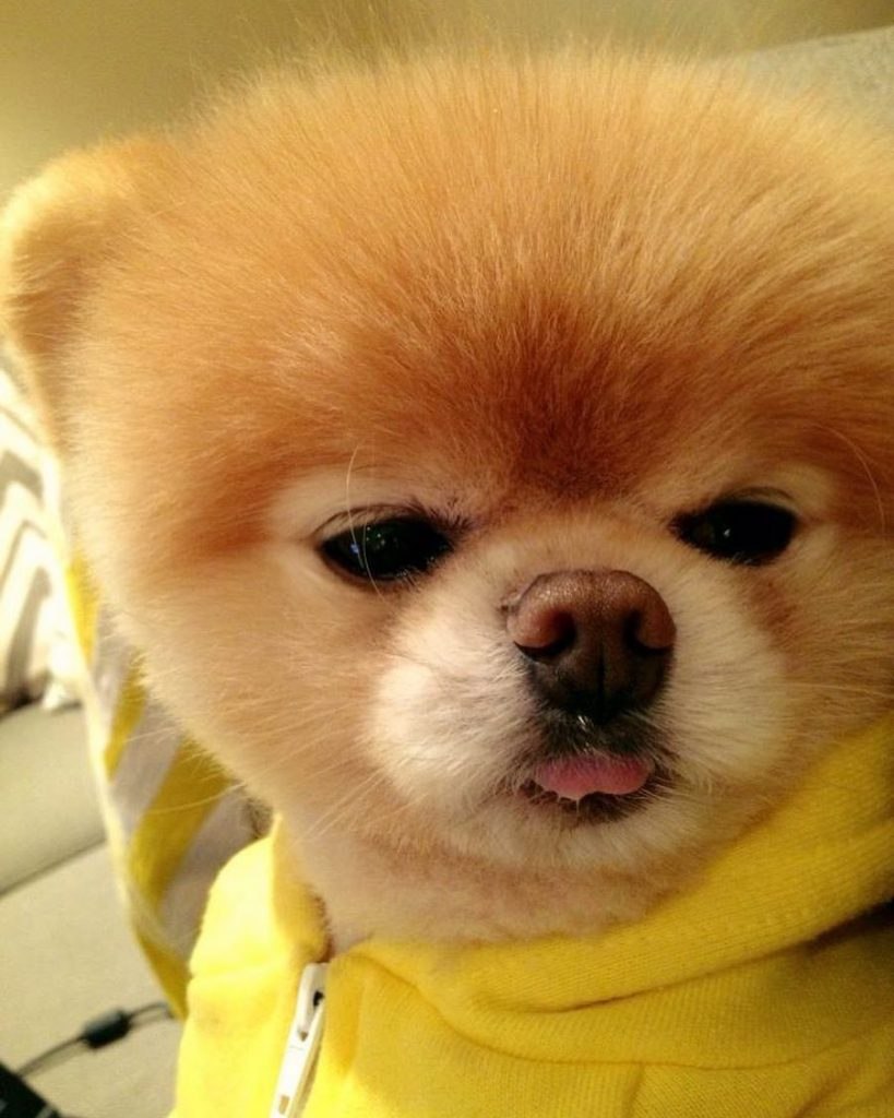 Померанский шпиц Boo